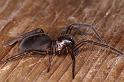 Gnaphosa_lucifuga_D6154_Z_88_Les Gris_Frankrijk